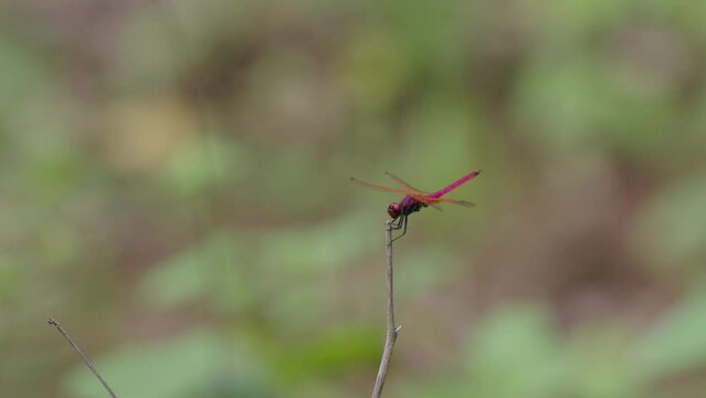Closeup footage of a crimson marsh glider perched on a bare plant stick with blur background