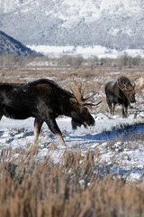 Moose standing in sage brush with Grand Tetons in background.