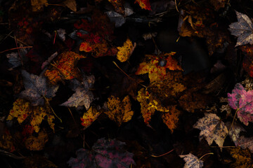 Fallen leaves in the forest. Autumn background. Cape Split, Nova Scotia