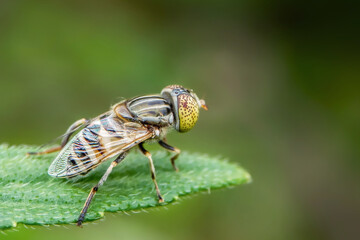macro of a fly