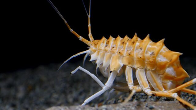 Deepwater amphipod of lake Baikal (Acanthogammarus grewingkii). One of the biggest - up to 10cm. Lives on the depths of 500 meters.