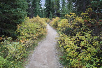 Fototapeta na wymiar Path In The Woods, Banff National Park, Alberta