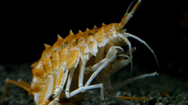 Deepwater amphipod of lake Baikal (Acanthogammarus grewingkii). One of the biggest - up to 10cm. Lives on the depths of 500 meters.