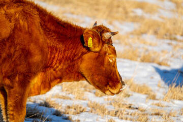 阿蘇山にいる牛