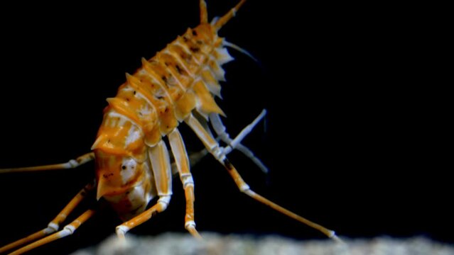 Deepwater amphipod of lake Baikal (Acanthogammarus grewingkii). One of the biggest - up to 10cm. Lives on the depths of 500 meters.