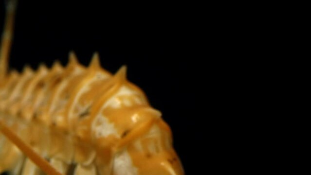 Deepwater amphipod of lake Baikal (Acanthogammarus grewingkii). One of the biggest - up to 10cm. Lives on the depths of 500 meters.