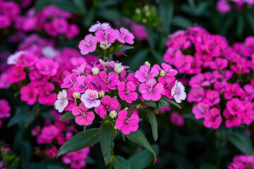 Obraz premium Dianthus flower Also called 