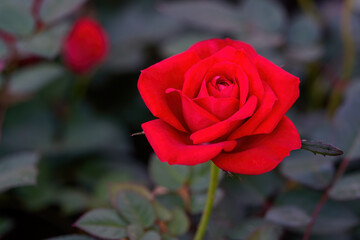 Rad Spray Rose Lovely flowers blooming in the garden, in Thailand.