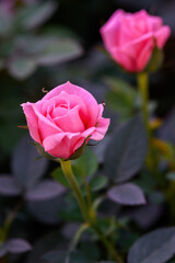 Pink Spray Rose Lovely flowers blooming in the garden, in Thailand.
