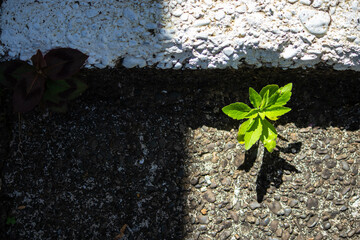 Green plant growing on concrete step beating our concrete jungle representing hope, optimism, new...