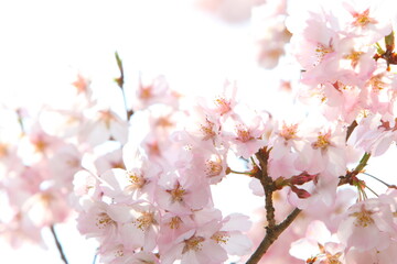 満開のエドヒガンザクラのクローズアップ