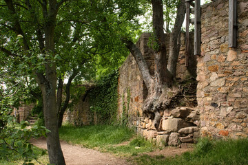 Tree growing out of wall around castle ruins inm Rhineland Palatinate, Germany on a spring day.