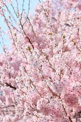 満開のエドヒガンザクラ