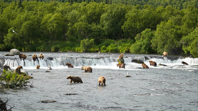 Many Brown Bears (Ursus arctos) fishing for salmon