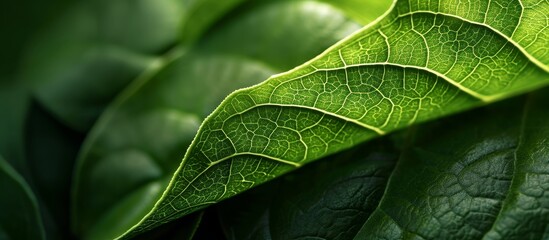 A macro photograph showcasing the detailed structure of a green leaf against a contrasting dark background.