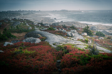 Granite boulders and wild flowers on a foggy day on the Atlantic Coast of Nova Scotia, Canada © alphi
