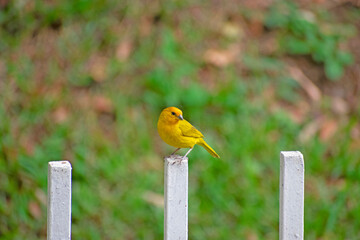bird on a fence