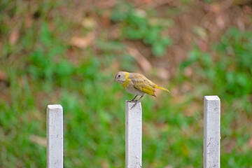 bird on a fence