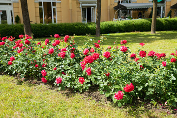 magenta pink roses a lot on green lawn in city street. rose bushes blossom