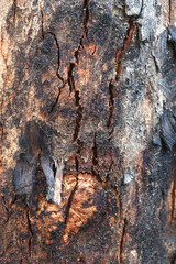Eucalyptus tree bark texture, Bark of eucalyptus tree, seamless texture, a eucalyptus tree bark texture background image