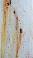 Eucalyptus tree bark texture, Bark of eucalyptus tree, seamless texture, a eucalyptus tree bark texture background image