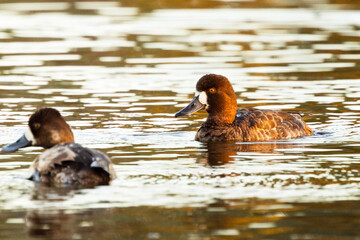 A female lesser scaup (Aythya affinis), a beautiful species of diving duck