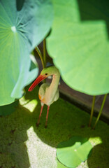 white stork statue hiding under lotus leafs. Holiday concept