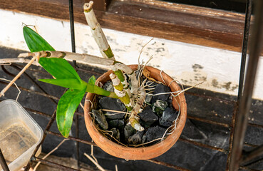 Orchid plants are planted in pots with charcoal added as additional nutrition