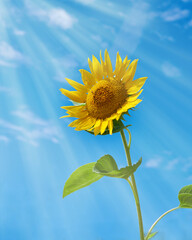 beautiful sunflower on blue sky background with sun ray