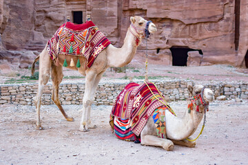 Couple of camels in front of a rock wall in Petra, Wadi Musa, Jordan.