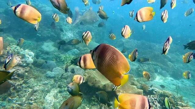 Unterwasserwelt Indonesiens