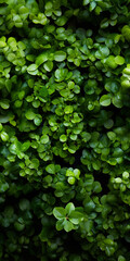 A top view of a beautiful macro closeup image of green wall with natural small plant leaves in vertical garden bush