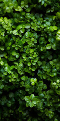 Obraz premium A top view of a beautiful macro closeup image of green wall with natural small plant leaves in vertical garden bush