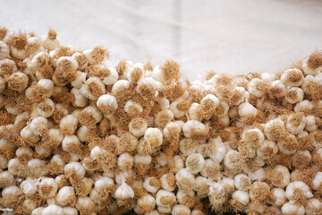White garlic pile texture. Fresh garlic on market table 