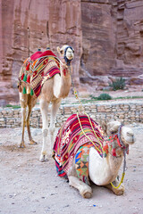 Couple of camels in front of a rock wall in Petra, Wadi Musa, Jordan.