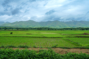 Scenic rice fields nestled amidst mountainous terrain under a vast blue sky, portraying a picturesque countryside landscape