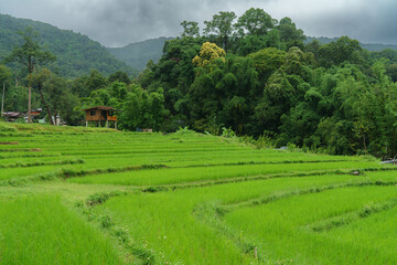 Rice terraces on an island surrounded by water and lush greenery in Chiang mai, Thailand
