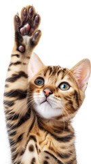 Bengal Kitten with Paw Extended.
A Bengal kitten extends its paw towards the camera.