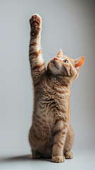 Kitten High Five Gesture.
A kitten lifts its paw in a high five gesture.