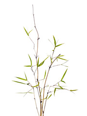 bamboo isolated on white