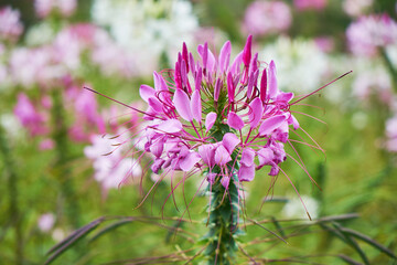 thistle flower