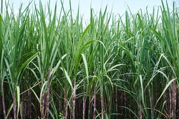 Sugarcane plants leaves in the field farm