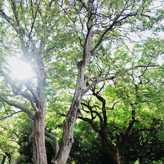 Abstract trees texture hit bay the sunlight 