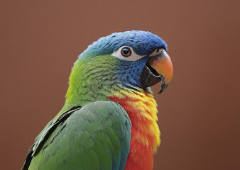 Colorful parrot macaw avian bird with blue, green, and yellow feathers, standing on a bright background