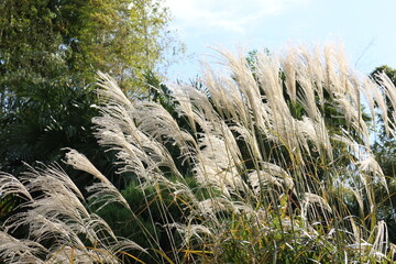 秋の風景　ススキ