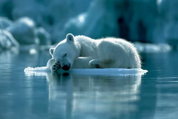 Foto op Canvas A young polar bear sleeps on an iceberg. Generative ai.  B005 © Sugarpalm