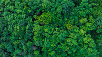 aerial view of dark green forest Abundant natural ecosystems of rainforest. Concept of nature forest preservation and reforestation	