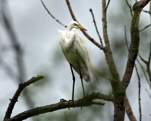 Great Egret of Illinois