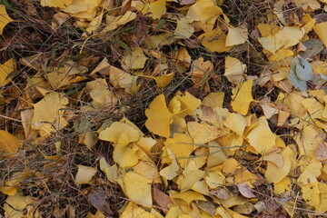 秋の風景　イチョウの落ち葉