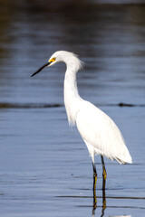 A snowy egret fishing in sea
